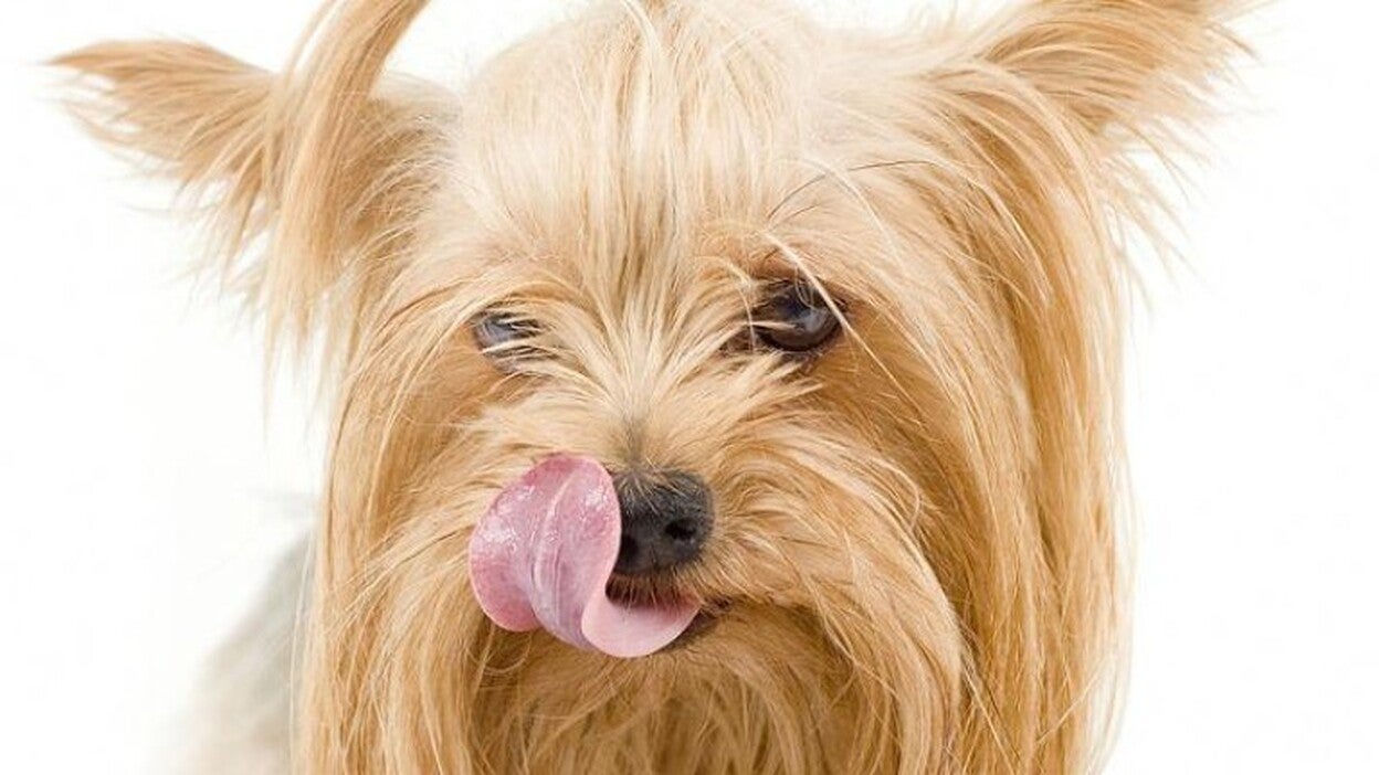 ¿Qué hace tu perro cuando te enfadas?