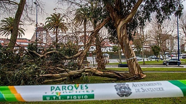 Árboles tumbados por el viento en Santander. / Efe