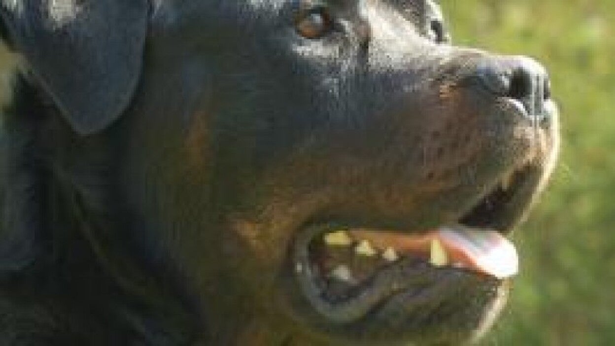 En la UCI un niño mordido por dos rottweiler