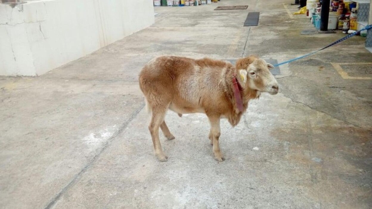 Un carnero en La Galera