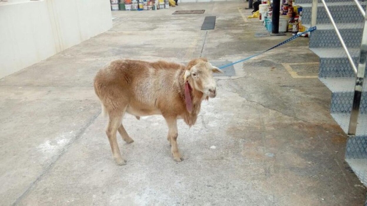 El carnero vuelve a casa (en Los Giles)