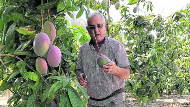 Los cultivos subtropicales en Mogán rozan las 100 hectáreas