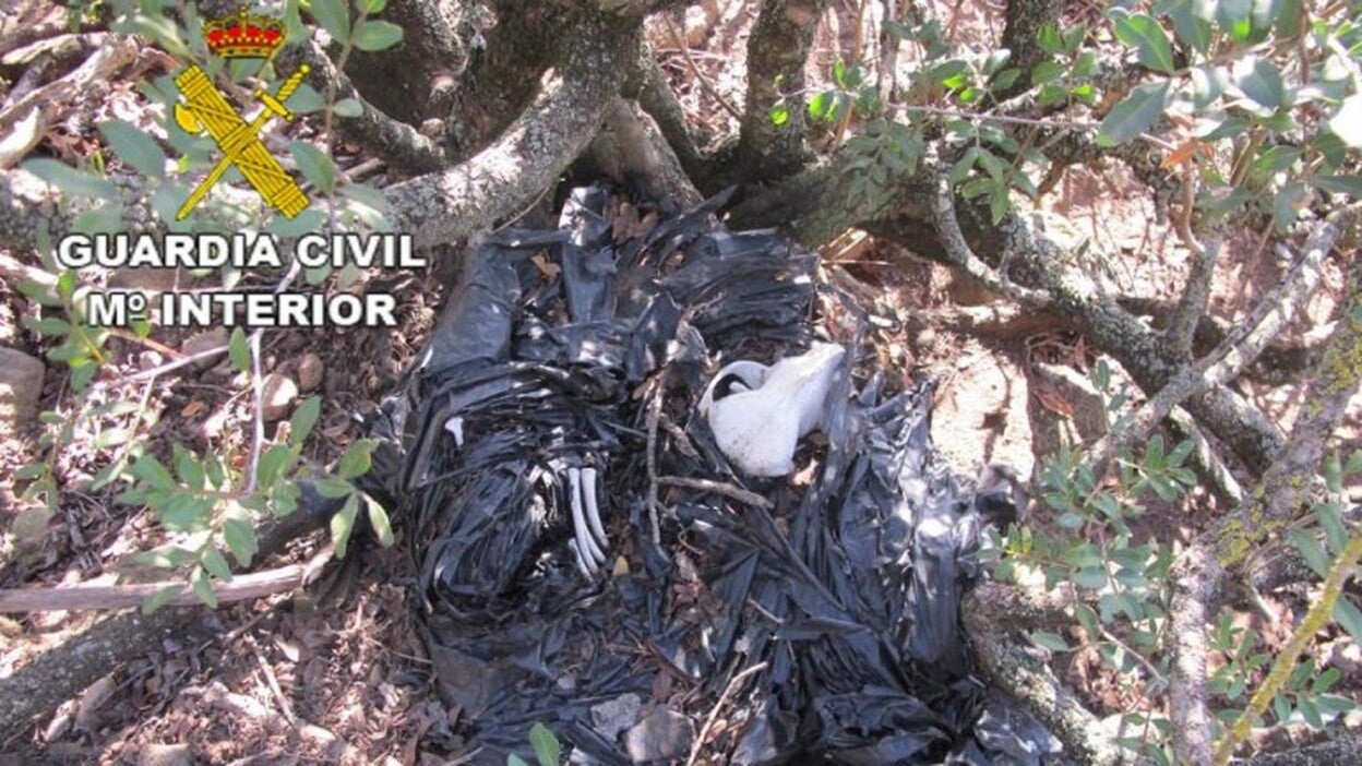 Investigado por dejar morir a varios perros