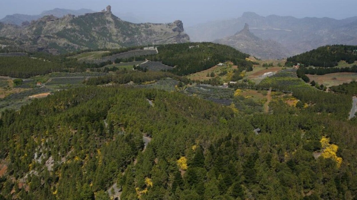 El Cabildo busca suelo rústico de uso forestal en 7 comarcas