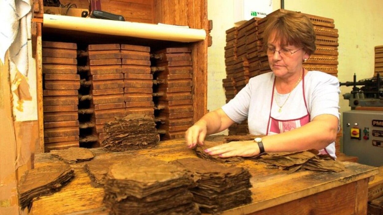 Canarias copa dos de cada 10 empleos del sector tabaquero