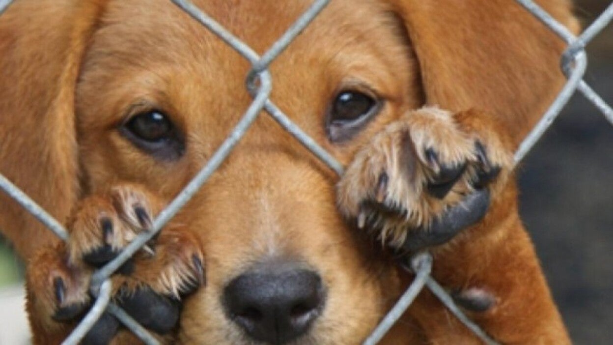 Una ley sin sacrificios para los animales