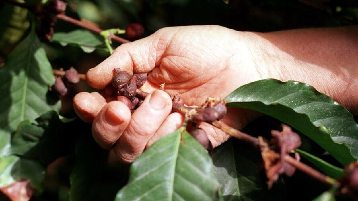 Agaete triplica las plantaciones de café gracias a la Granja del Cabildo