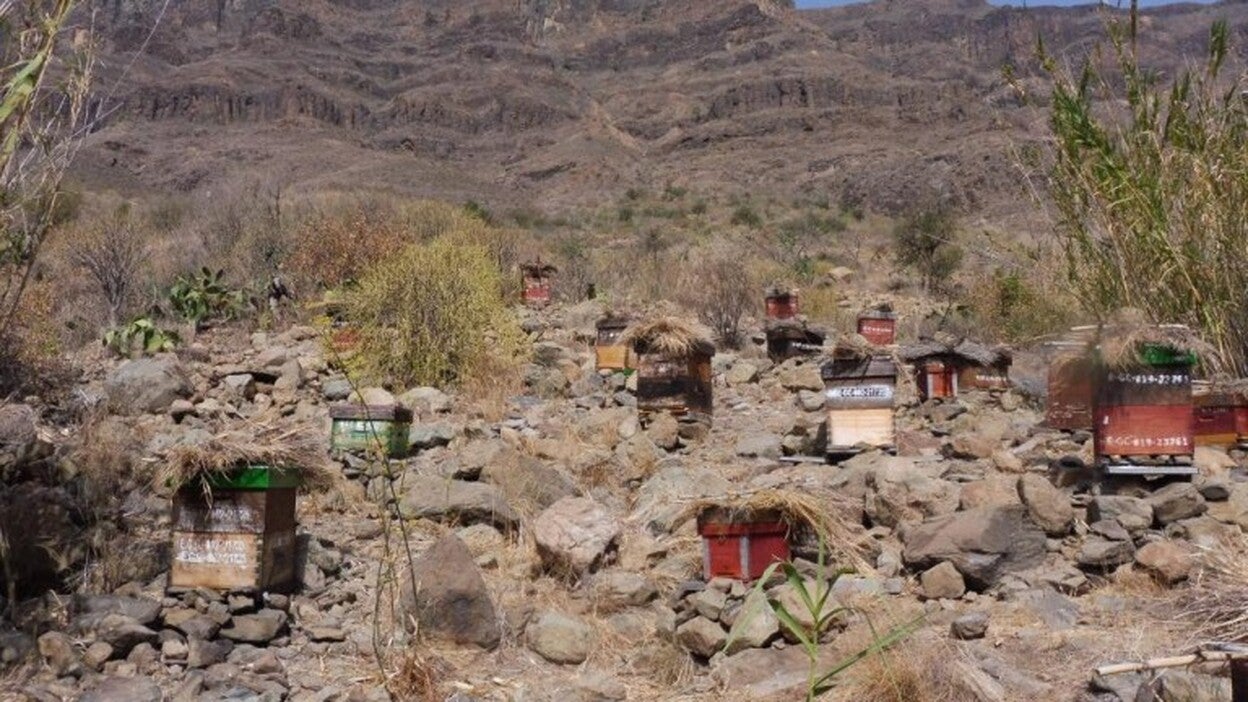 Más de 1.000 colmenas en el Sur