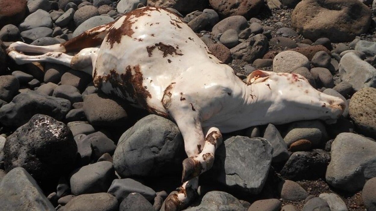 Una vaca muerta en la costa de Pozo Izquierdo