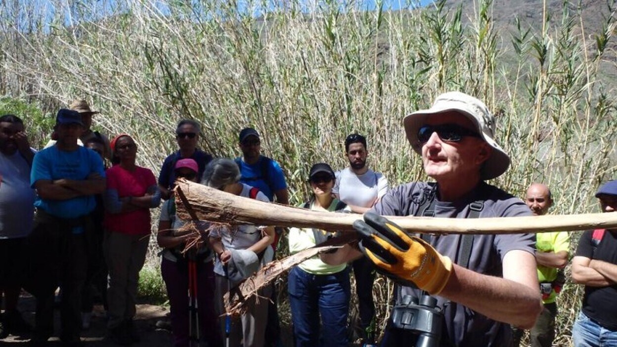 El ‘picudín’ ataca los palmerales en las presas Ayagaures y Gambuesa