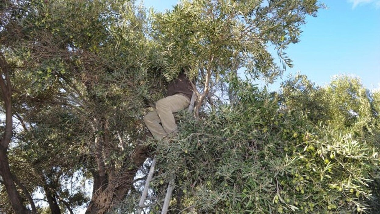 El Cabildo dona olivos verdial a los productores que lo pidan