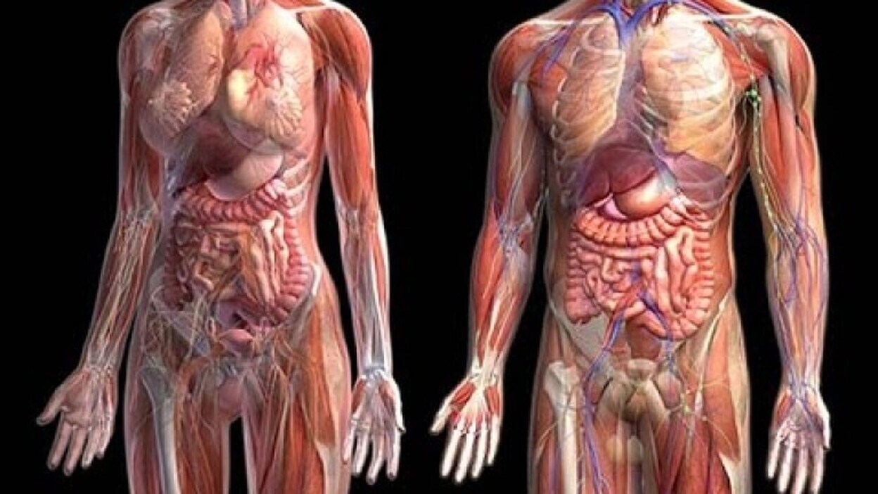 Descubren una característica nueva de la anatomía humana