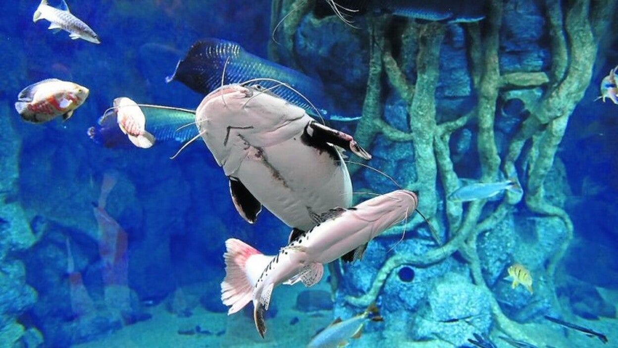 El acuario suma incondicionales