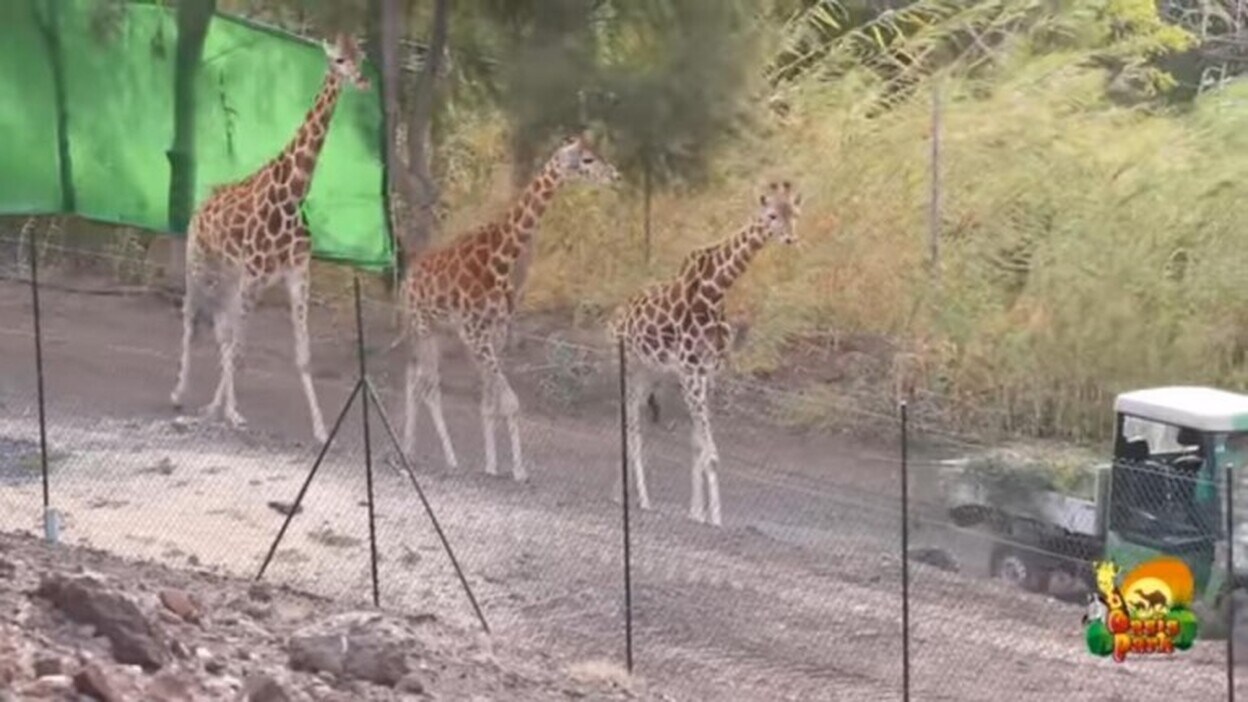 El Seprona colabora en el traslado de 14 jirafas