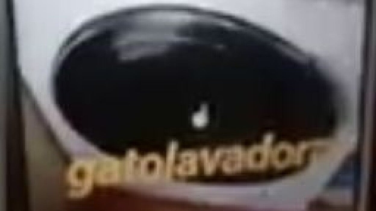 Mata al gato en la lavadora y cuelga el vídeo en internet