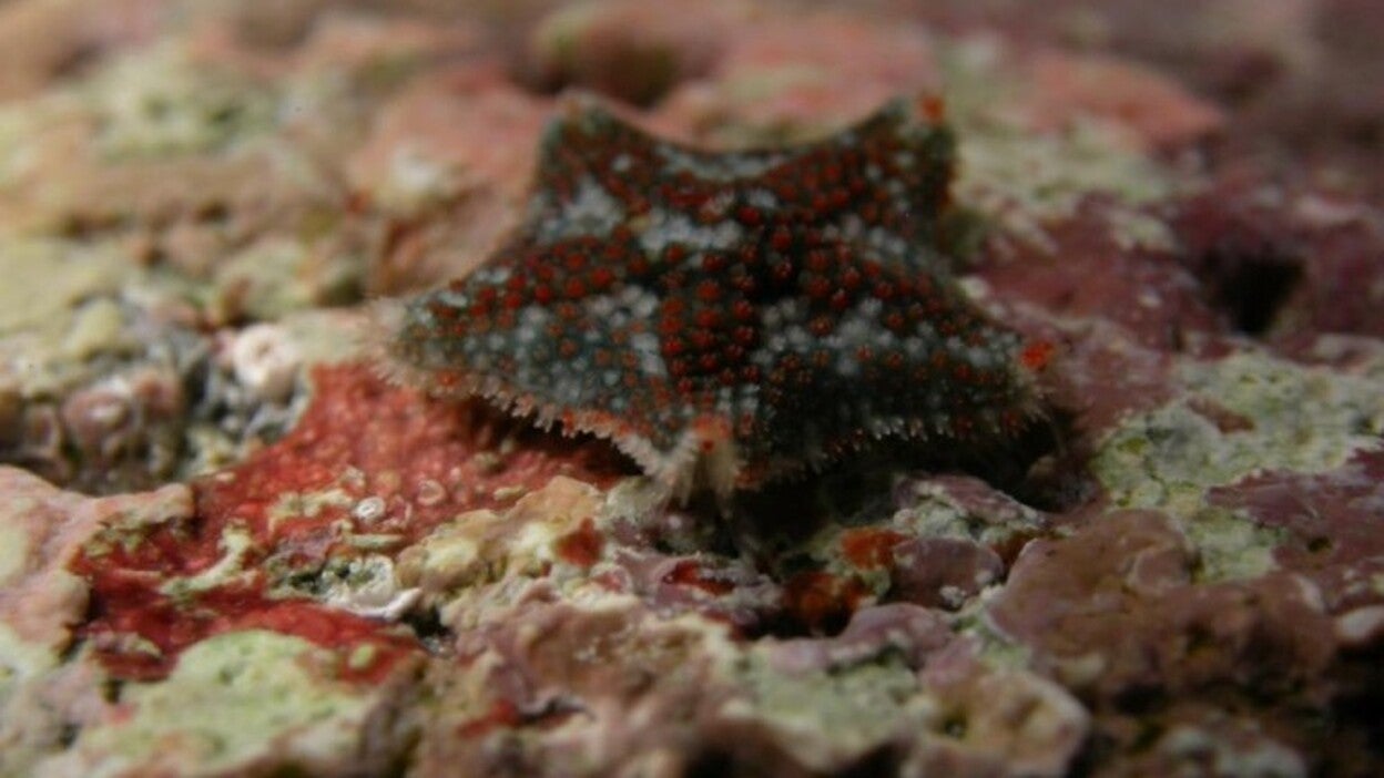Una nueva estrella de mar en Canarias