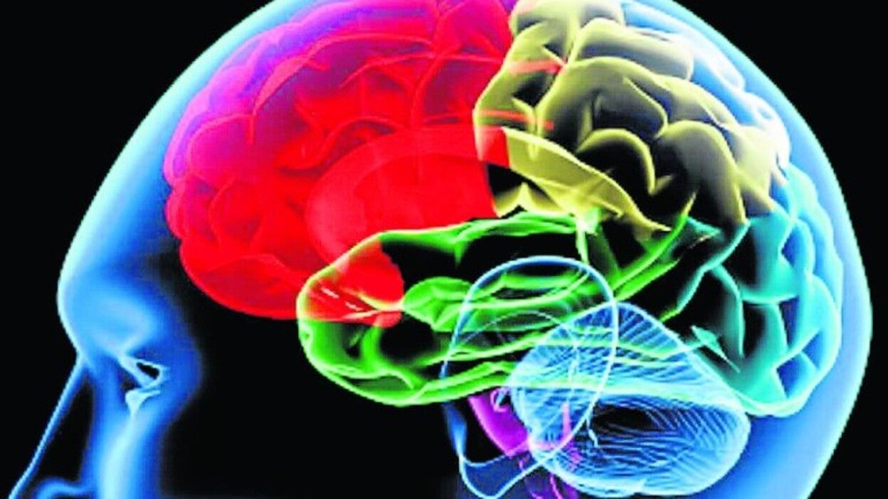 La importancia de la neurociencia cognitiva del envejecimiento en el siglo XXI