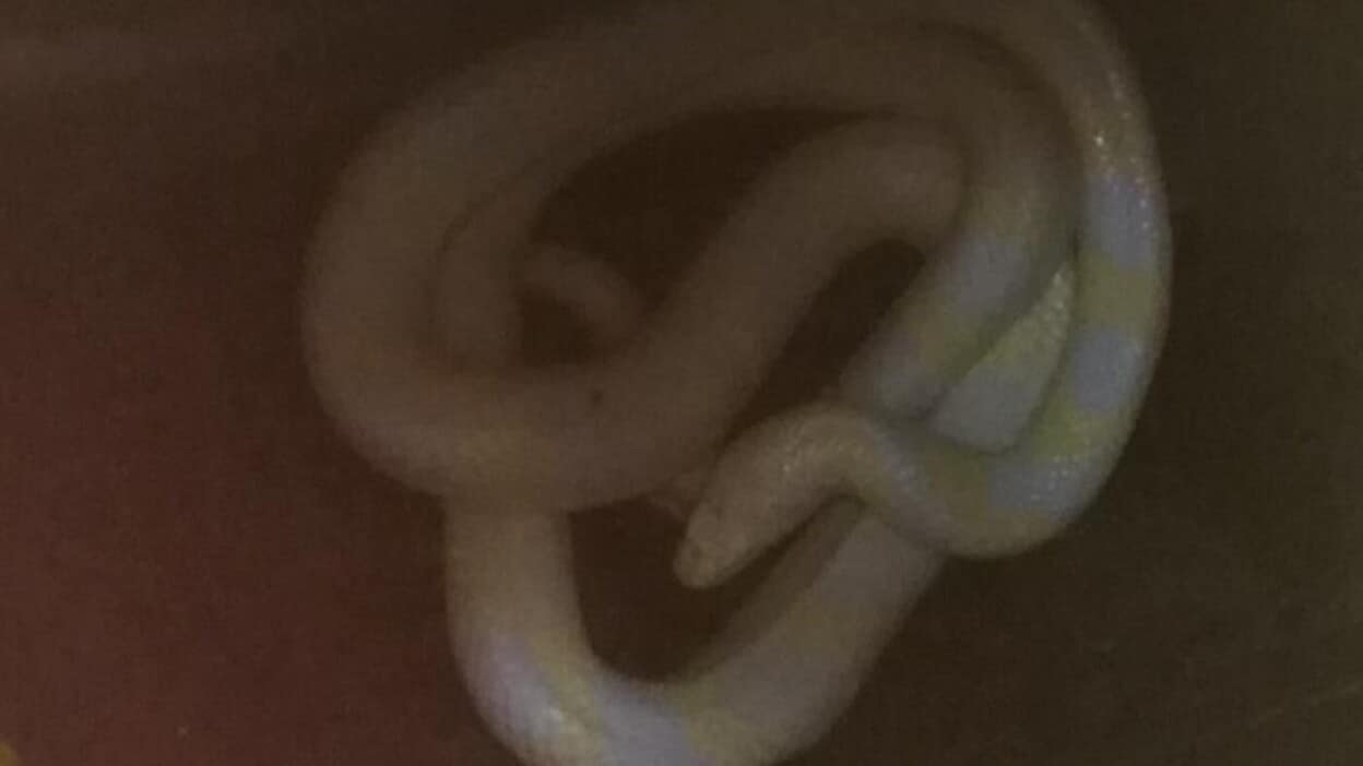Localiza una cría de serpiente albina en el Guiniguada