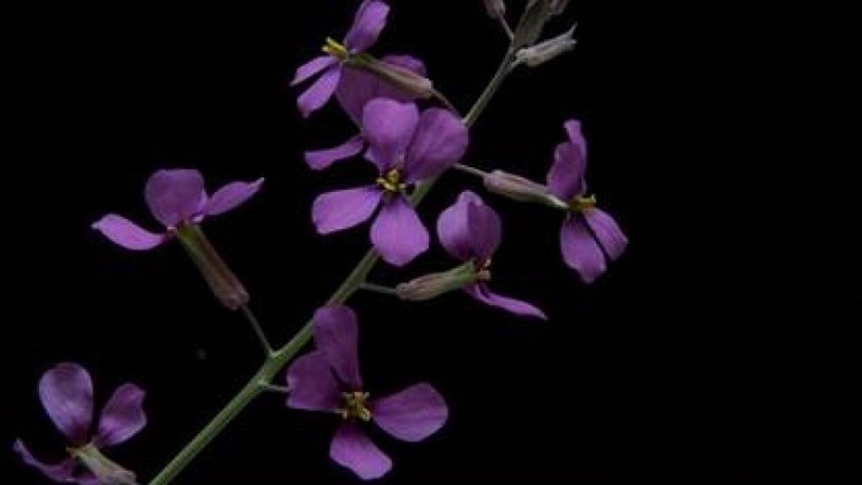 Las plantas saben si sus vecinas son de la familia
