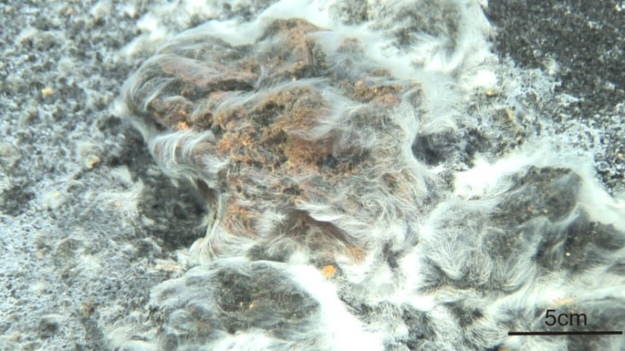 La bacteria descubierta en Canarias entre las nuevas especies