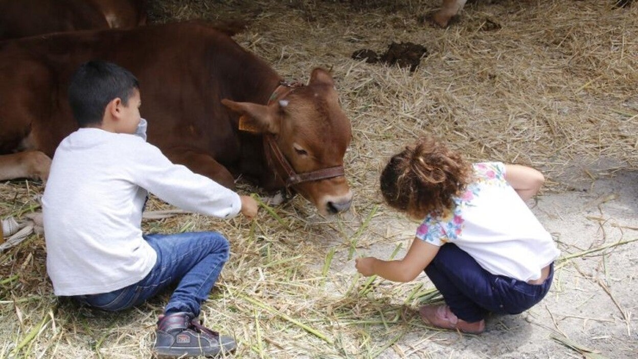 Visitas guiadas para ver el ganado selecto insular