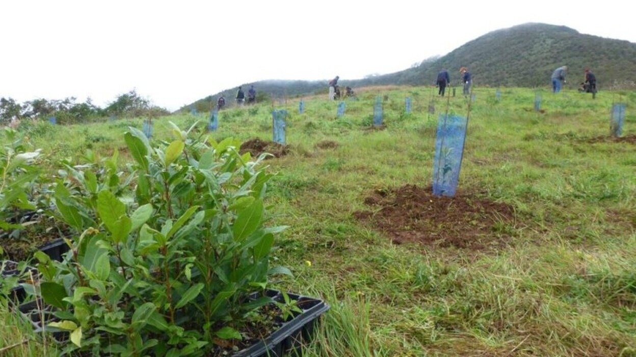 Foresta pide más apoyo para el ‘empleo verde’
