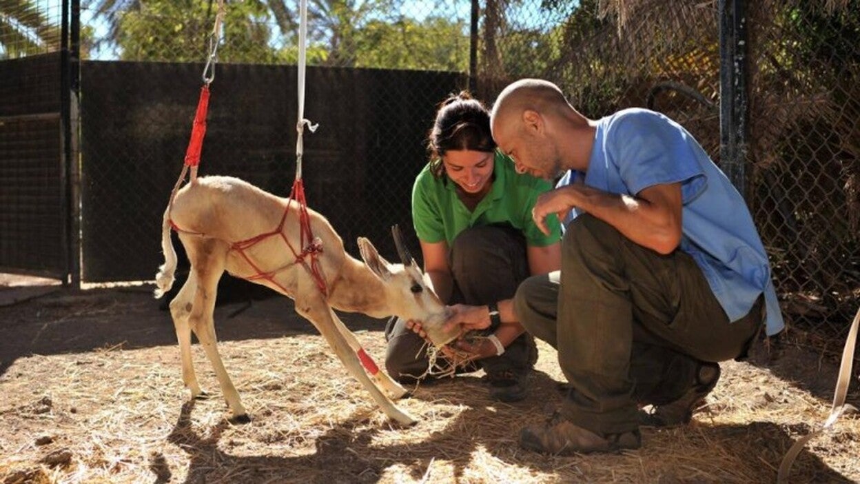 Alumnos de Veterinaria harán prácticas en el Oasis Park