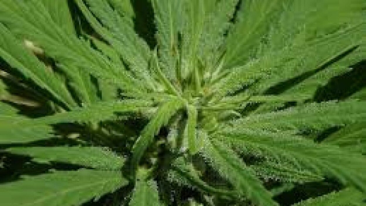 Solicitan regular el cannabis en Canarias