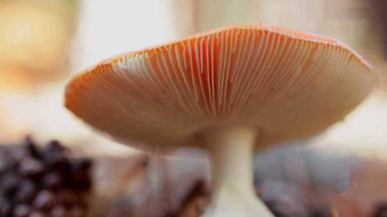 Lo mejor de la programación del día