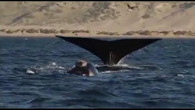 Huesos antiguos revelan dos especies de ballenas perdidas