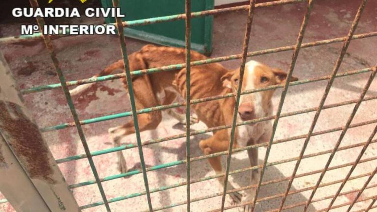 Tenía a sus 5 perros en pésimas condiciones