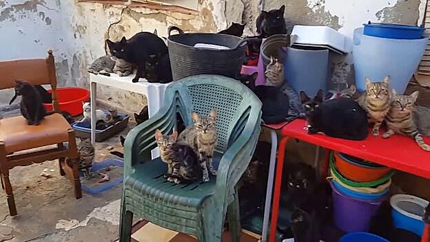 Rescatan 101 gatos que vivían en una casa de 37 metros cuadrados en Málaga