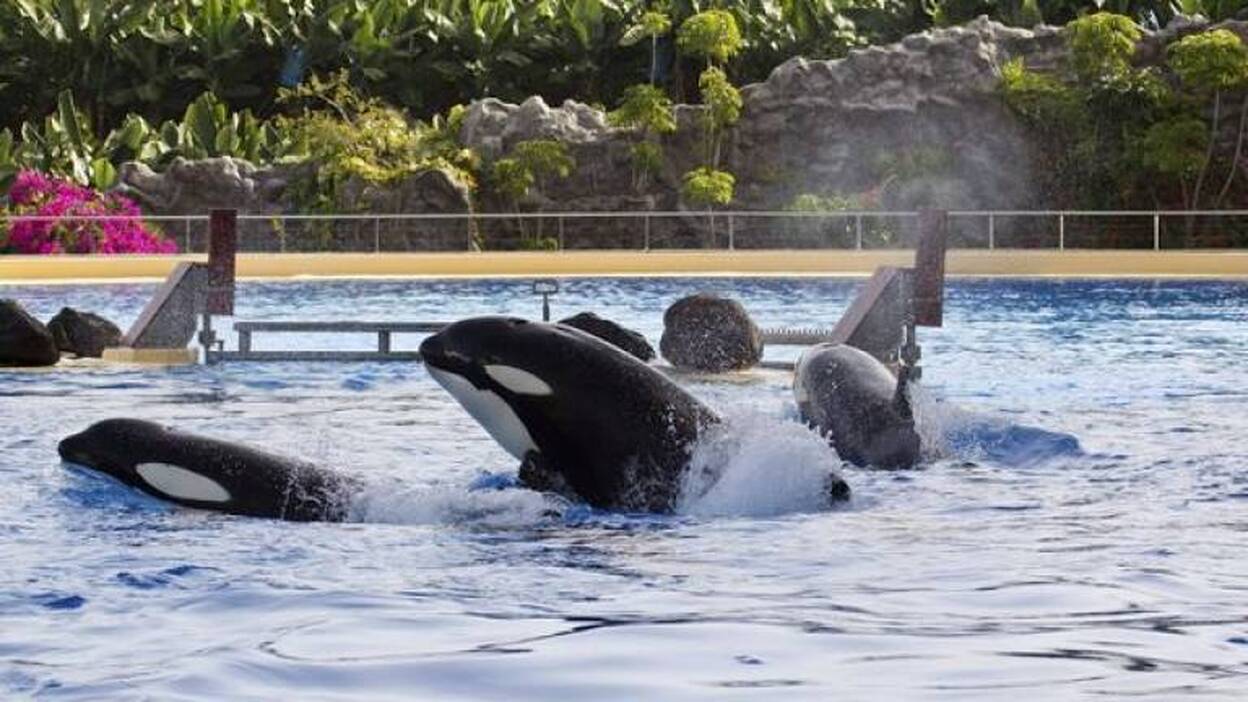 Loro Parque responde: «Los activistas quieren destruir los zoológicos»