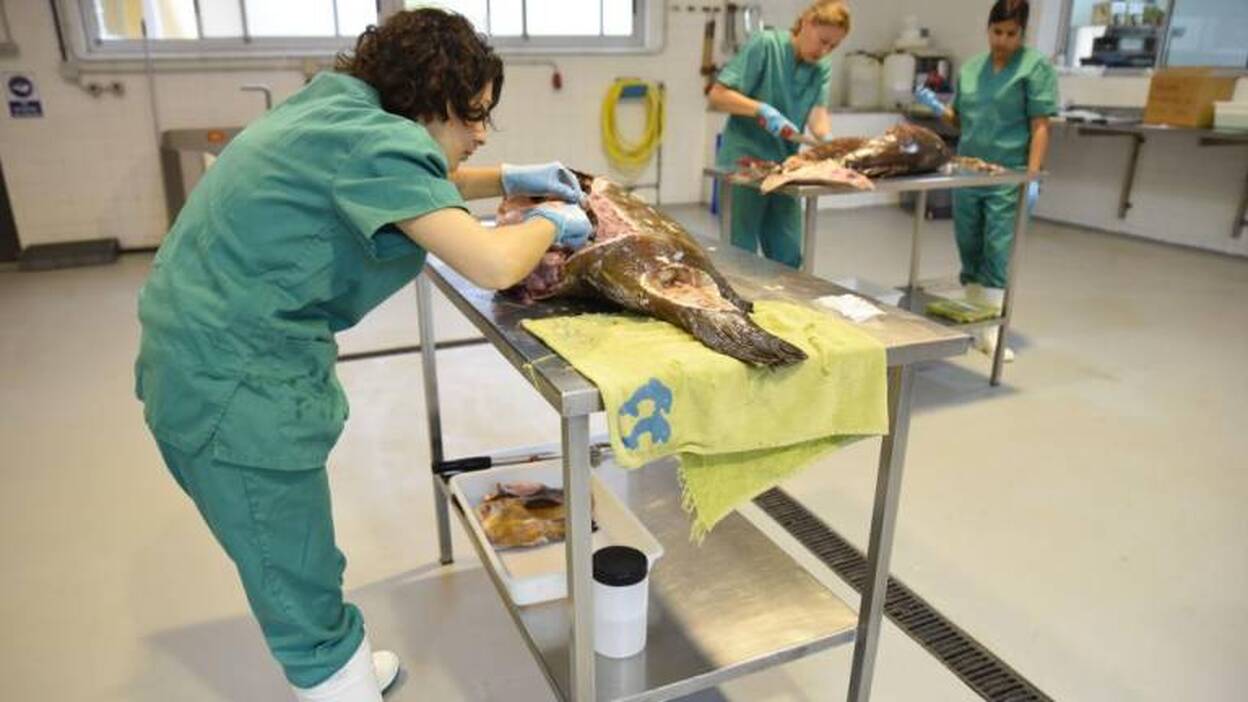 Sanidad inicia una campaña sobre ciguatera para concienciar en el consumo de alimentos seguros