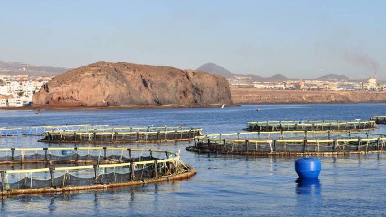Dos de las seis granjas marinas en activo quedan fuera de ordenación