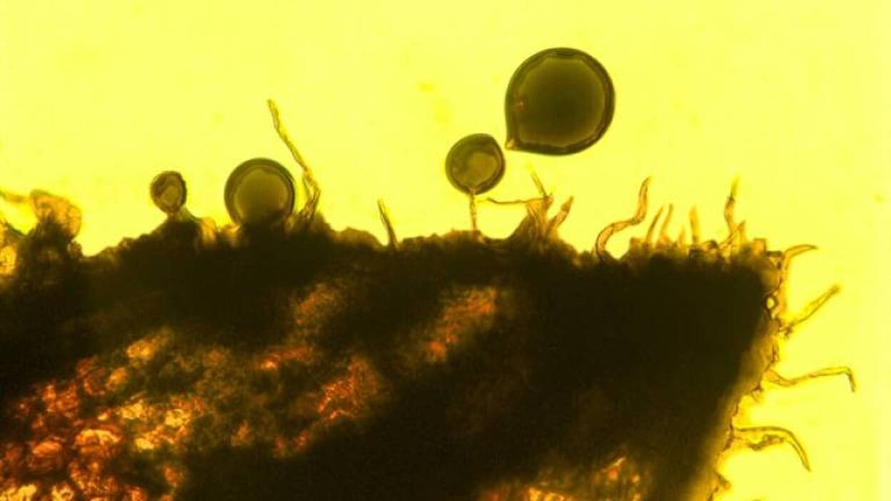 El olor a fragancia ya cautivaba a los animales del Cretácico