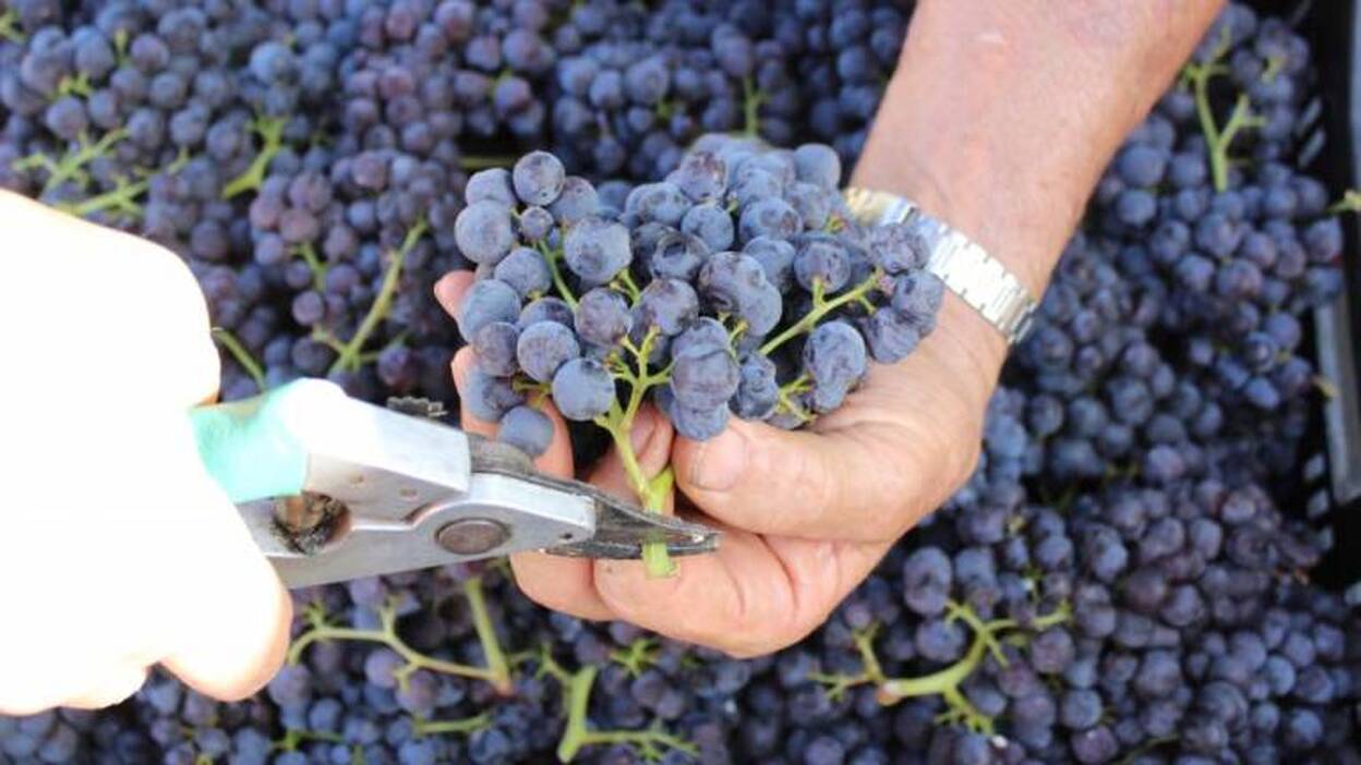 La falta de calor constante retrasa la vendimia dos semanas