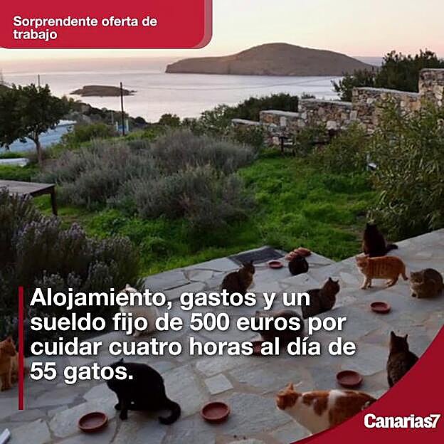 Sueldo fijo y casa gratis por cuidar gatos