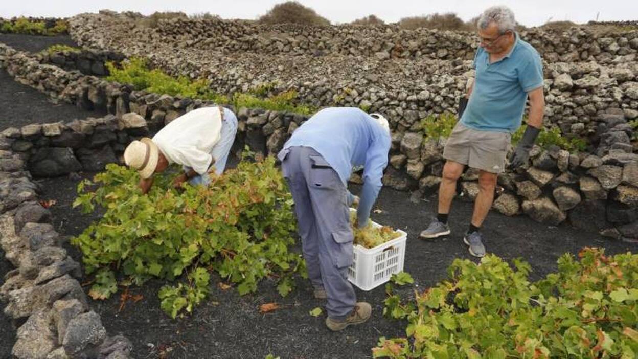 El Consejo Regulador insta a pedir las ayudas a los viñedos del pasado año