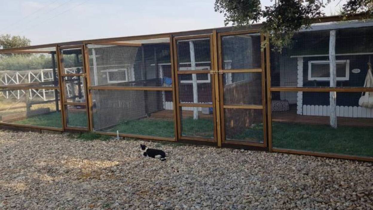 Un hotel para gatos con suites "de lujo"