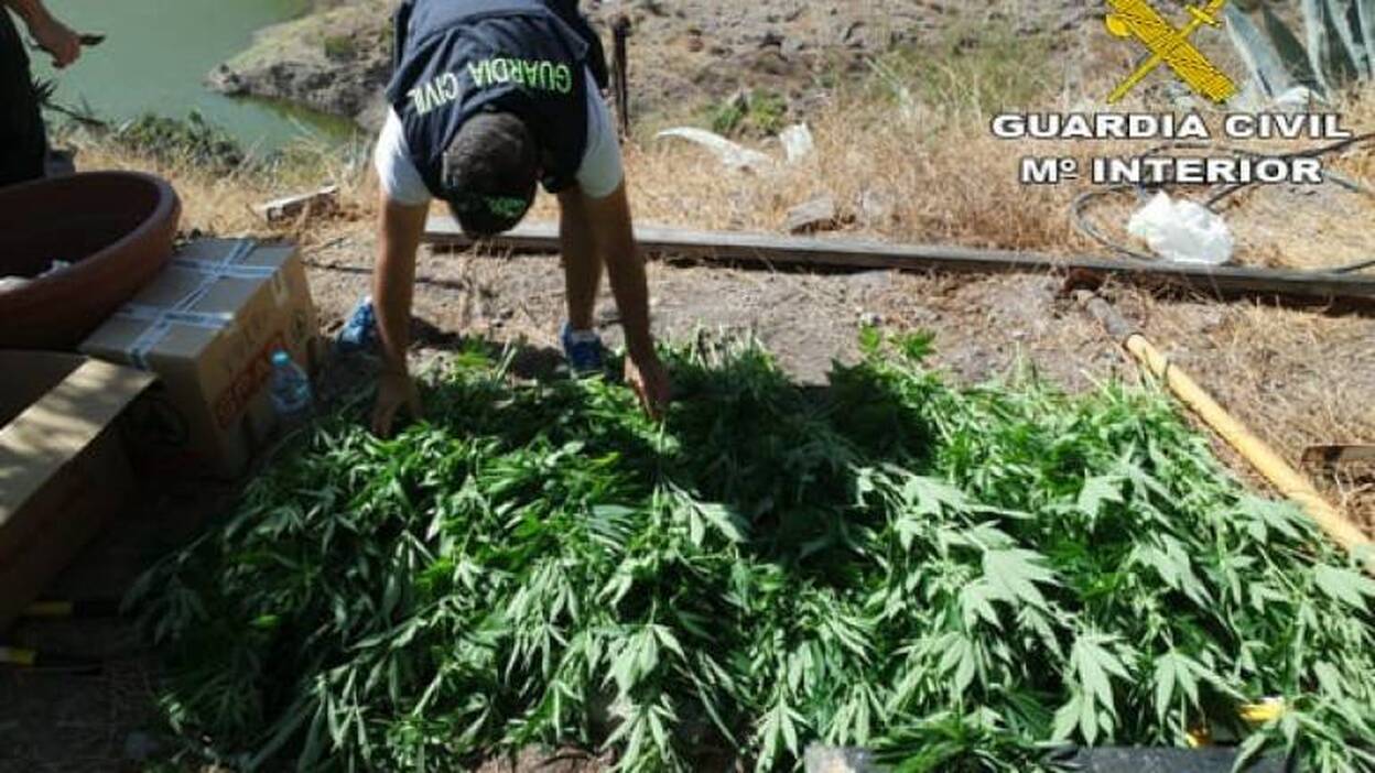 Ocultaban 205 plantas de marihuana en Huertas de Soria–Mogán.