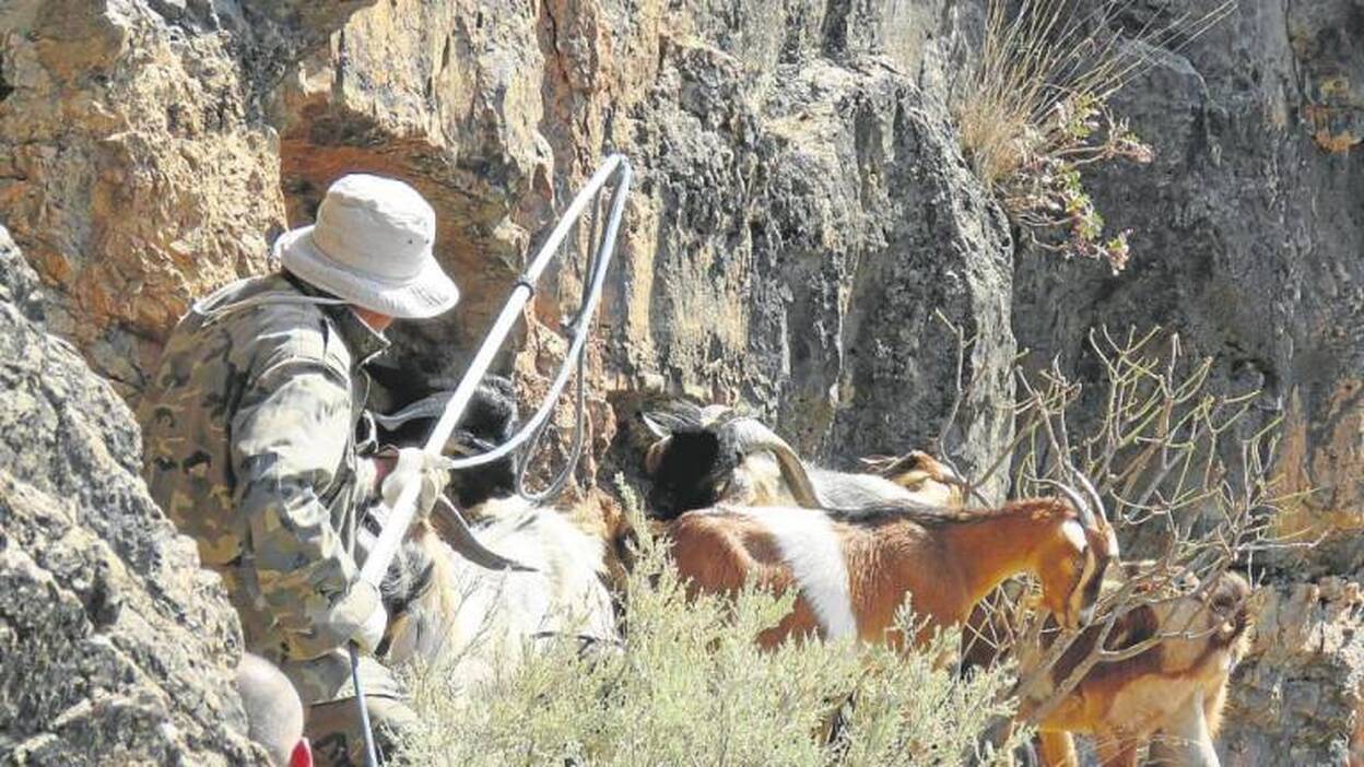 El Cabildo prevé tener las cabras controladas en 2019