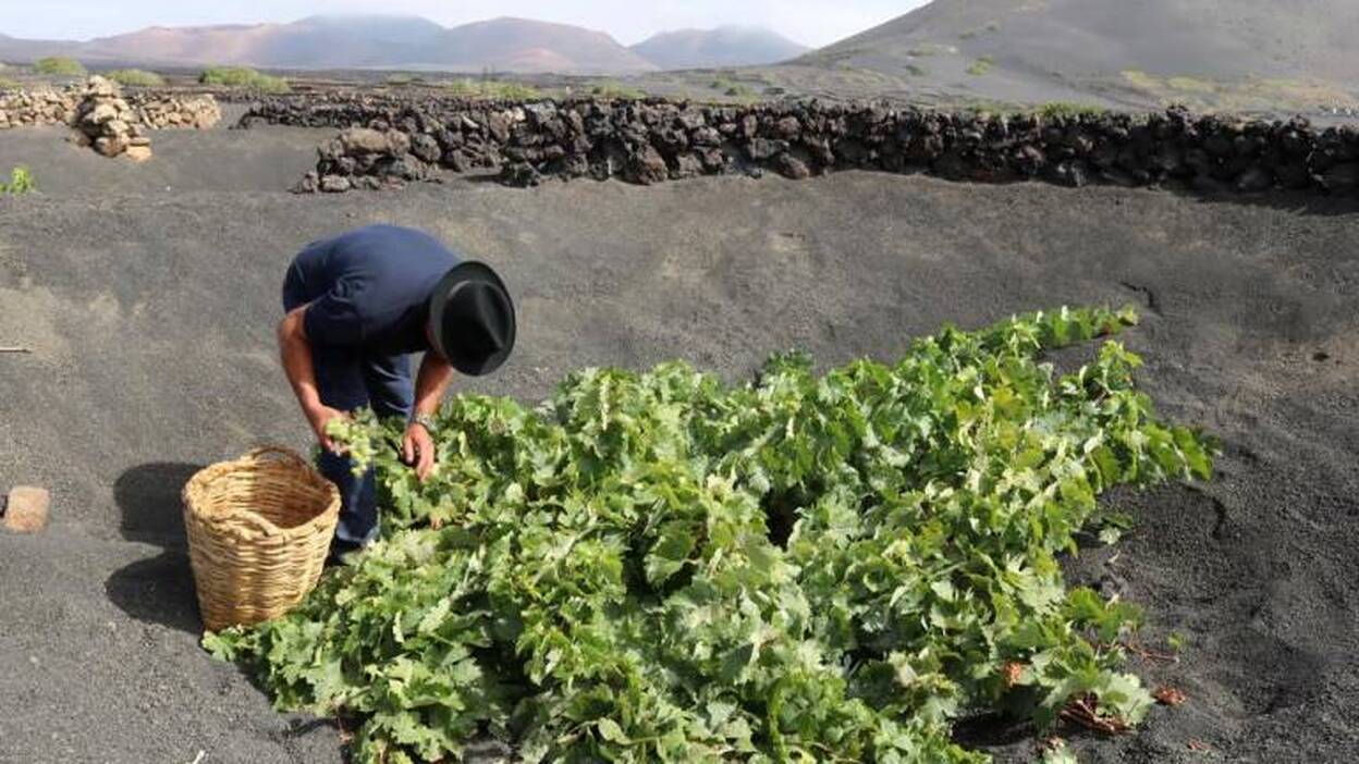 La vendimia  mejora en 700.000 kilos de uva la campaña de 2017