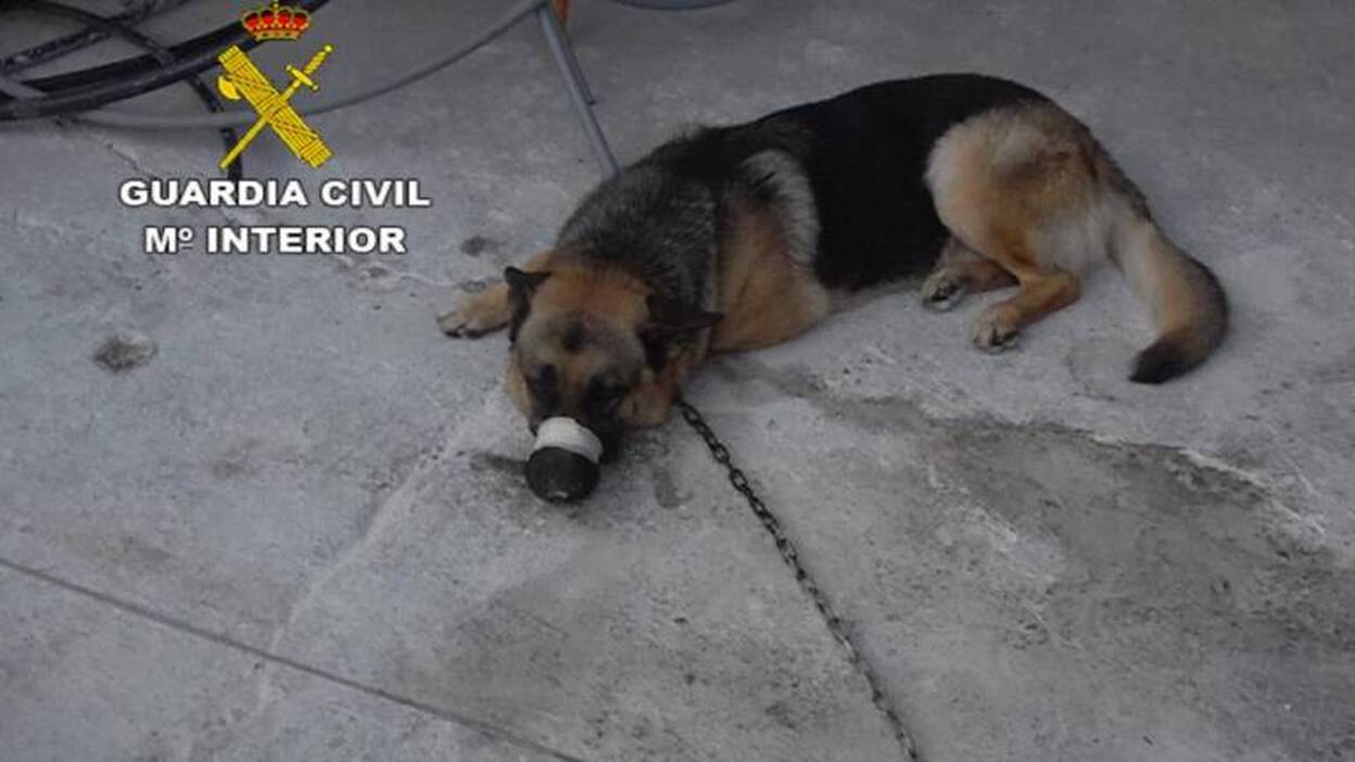 Detenido por maltrato continuado a dos perros