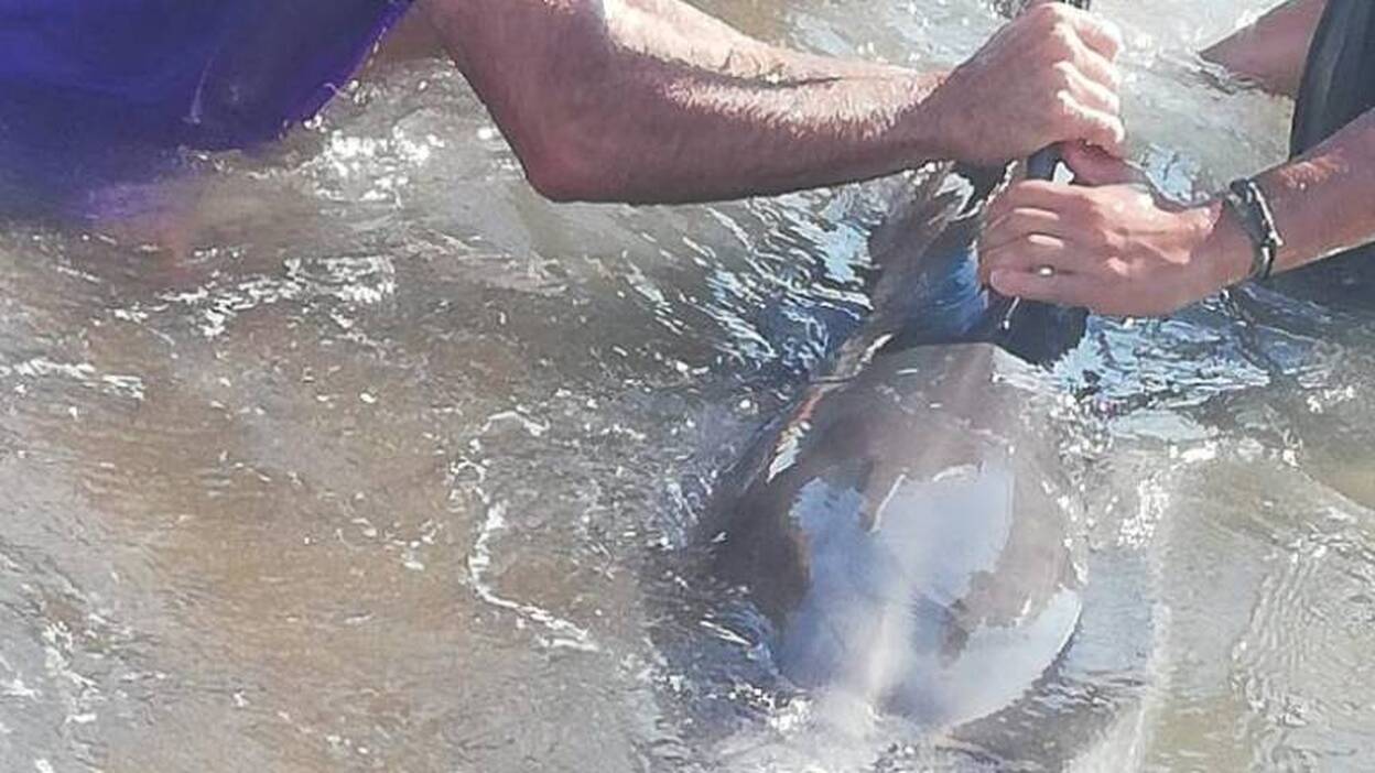 Rescatan a un delfín en Vargas