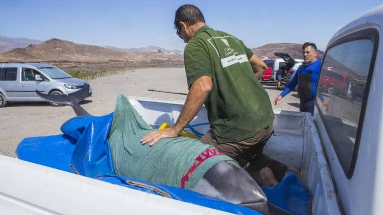 Devuelto al mar un delfín listado que varó en el sureste grancanario