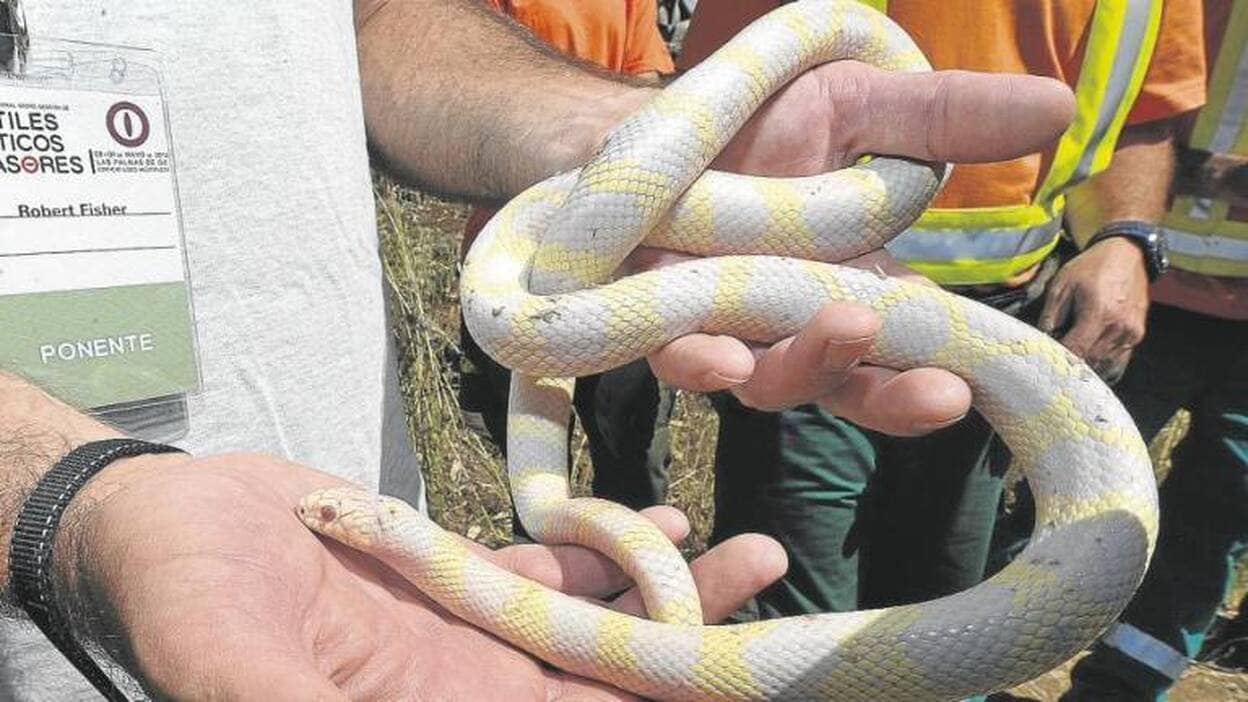 Las serpientes reales de California capturadas este año pasan de mil