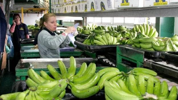 Europa financiará la promoción de Plátano de Canarias