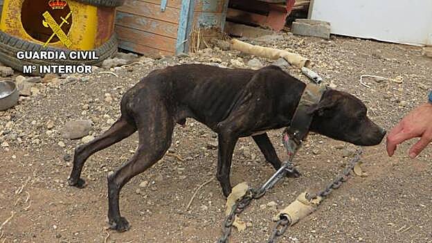 Tenía a 7 perros malnutridos y abandonados