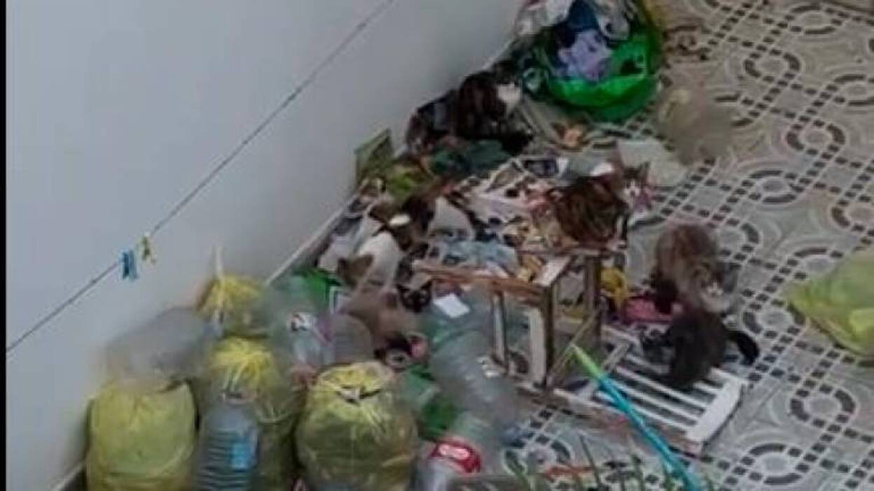 Denuncian a una mujer por tener animales entre basura